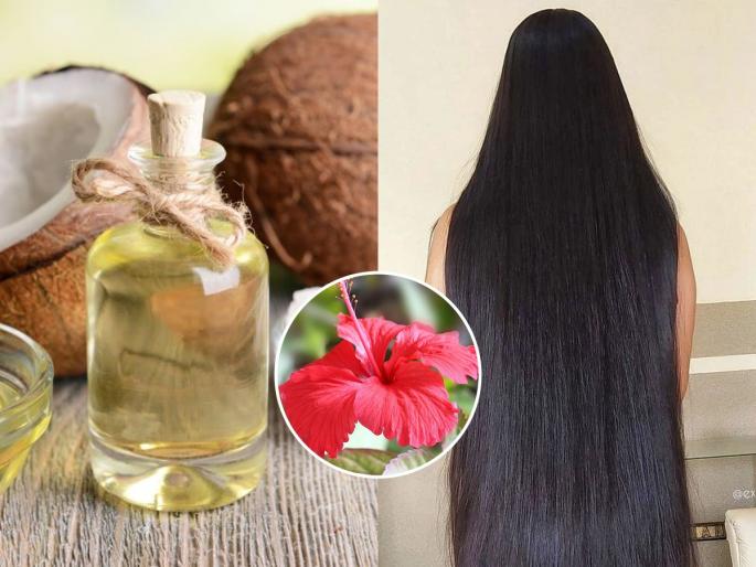 How to use hibiscus leaves & coconut oil for hair growth home remedy hibiscus hair oil benefits | जास्वंदीची पानेफुले केसांसाठी बहुगुणी! खोबरेल तेलात मिसळताच, केसांवर दिसेल कमाल - करुन पहावा असा उपाय...