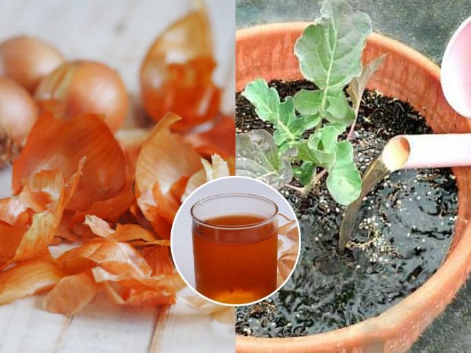 how to use kitchen waste for plants? how to make home made fertilizer for plants from kitchen waste | किचनमधला ओला कचरा रोपांसाठी ठरतो उत्कृष्ट खत- 'या' पद्धतीने वापरा, बाग कायम राहील हिरवीगार how to use kitchen waste for plants? how to make home made fertilizer for plants from kitchen waste | किचनमधला ओला कचरा रोपांसाठी ठरतो उत्कृष्ट खत- 'या' पद्धतीने वापरा, बाग कायम राहील हिरवीगार