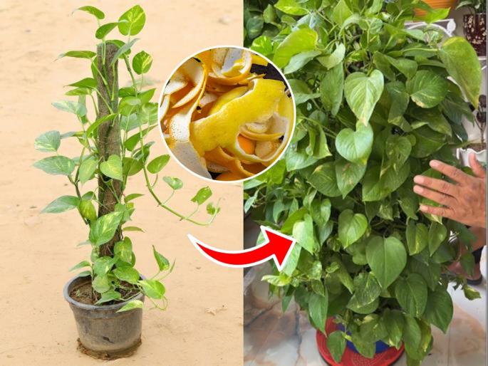 how to use lemon peel for plants, benefits of lemon peel for plants growth, natural insecticide for plants  | लिंबू पिळून सालं फेकून देऊ नका, कुंडीतल्या रोपांना द्या हा आंबट खाऊ! रोपांवर रोग पडणार नाही..