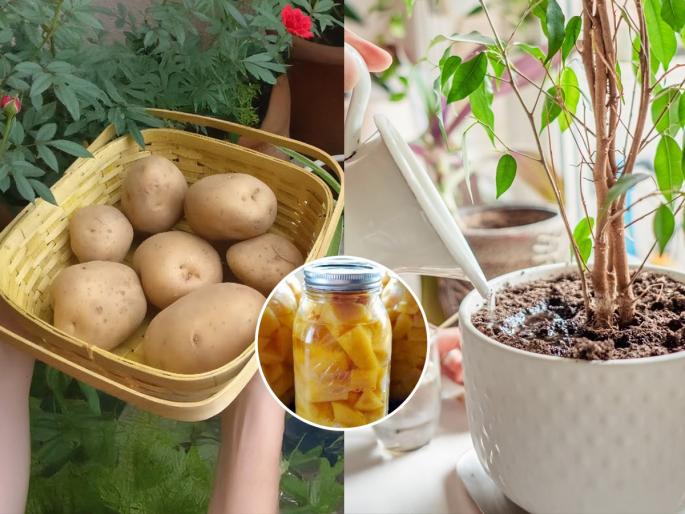 use of potato as a fertilizer for plants, how to use potato water for plants, benefits of giving potato water to plants  | फक्त एका बटाट्याची कमाल! रोपं होतील हिरवीगार- फुलंही येतील भरपूर, बघा कसा वापरायचा.. 