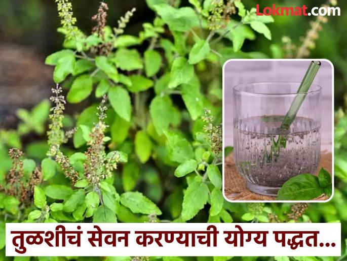 How to consume Tulsi to keep kidney healthy? Why you should drink tulsi water empty stomach daily | किडनी निरोगी ठेवण्यासाठी तुळशीचं कसं करावं सेवन? जाणून घ्या योग्य पद्धत!