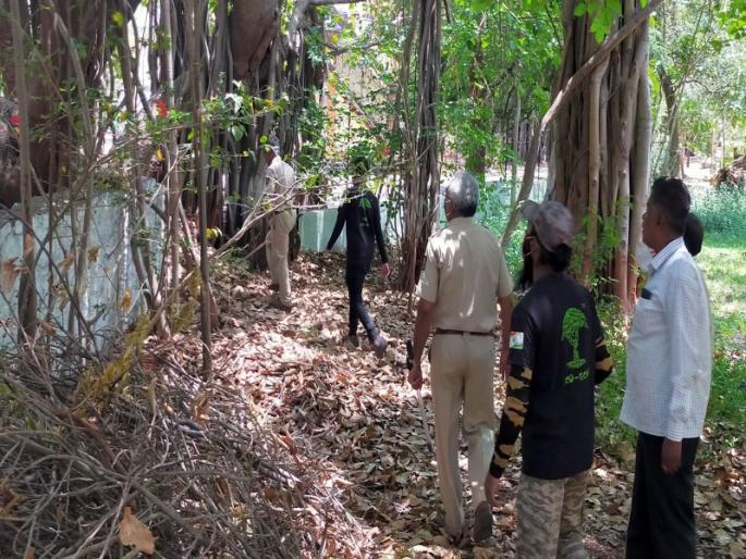 The woman was attacked, but no one saw the leopard | महिलेवर हल्ला झाला, पण बिबट्या कोणी नाही पाहिला The woman was attacked, but no one saw the leopard | महिलेवर हल्ला झाला, पण बिबट्या कोणी नाही पाहिला