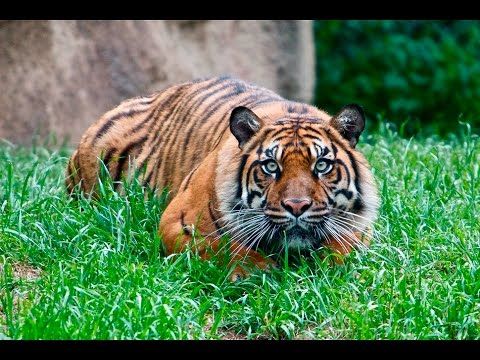 In Chandrapur district, four tiger attacks took place on the same day, killing three | चंद्रपूर जिल्ह्यात एकाच दिवशी वाघाचे चार हल्ले, तिघांचा घेतला बळी In Chandrapur district, four tiger attacks took place on the same day, killing three | चंद्रपूर जिल्ह्यात एकाच दिवशी वाघाचे चार हल्ले, तिघांचा घेतला बळी