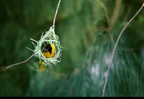 Be a man, says Corona ...! | माणूस बना, सांगतोय कोरोना...! Be a man, says Corona ...! | माणूस बना, सांगतोय कोरोना...!
