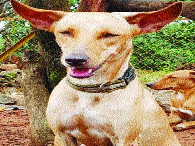 The rescue the stray dogs | भटक्या श्वानाचा बचाव केला म्हणून शिवीगाळ The rescue the stray dogs | भटक्या श्वानाचा बचाव केला म्हणून शिवीगाळ