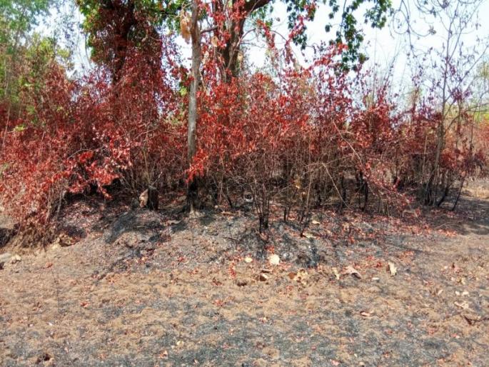 Khak in the legumes that provide employment to the tribals | आदिवासींना रोजगार देणारा रानमेवा वणव्यात खाक Khak in the legumes that provide employment to the tribals | आदिवासींना रोजगार देणारा रानमेवा वणव्यात खाक