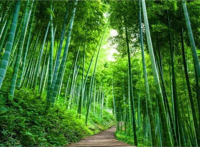 Village assembly in Gadchiroli evicted the forest department for bamboo removal | बांबू निष्कासनात गडचिरोलीतील ग्रामसभांनी वनविभागाला केले बेदखल Village assembly in Gadchiroli evicted the forest department for bamboo removal | बांबू निष्कासनात गडचिरोलीतील ग्रामसभांनी वनविभागाला केले बेदखल