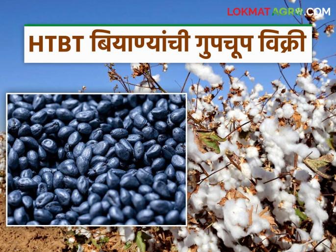 latest news HTBT Cotton Seed: Secret sale of HTBT seeds; Read the open action of the Agriculture Department in detail | HTBT Cotton Seed : HTBT बियाण्यांची गुपचूप विक्री; कृषी विभागाची उघड कारवाई वाचा सविस्तर