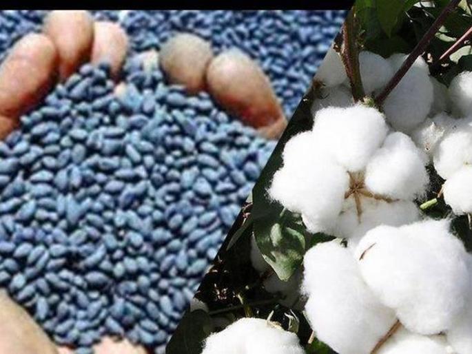 It is estimated that 40% of HTBT cotton seeds have been sold in the state | राज्यात एचटीबीटी कपाशी बियाणांची ४० टक्के विक्री झाल्याचा अंदाज It is estimated that 40% of HTBT cotton seeds have been sold in the state | राज्यात एचटीबीटी कपाशी बियाणांची ४० टक्के विक्री झाल्याचा अंदाज