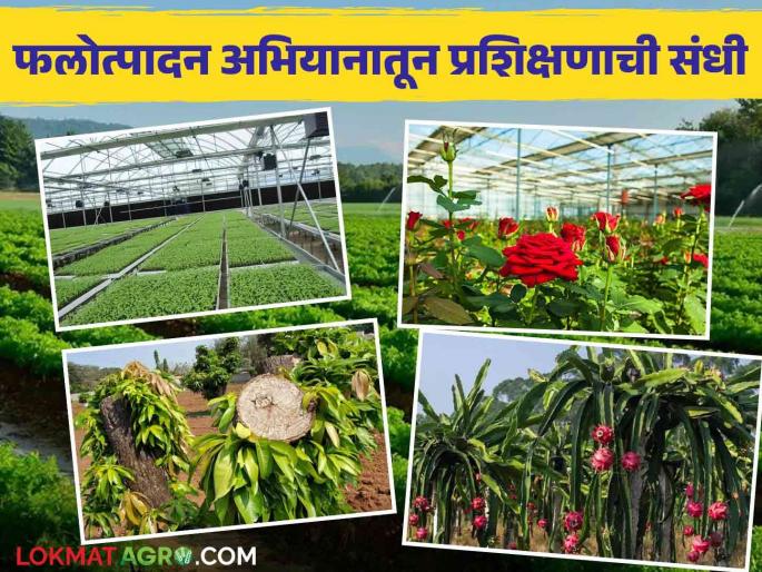 Golden opportunity of various trainings for farmers under Integrated Horticulture Development Mission.. Read in detail | एकात्मिक फलोत्पादन विकास अभियान अंतर्गत शेतकऱ्यांना विविध प्रशिक्षणांची सुवर्णसंधी.. वाचा सविस्तर Golden opportunity of various trainings for farmers under Integrated Horticulture Development Mission.. Read in detail | एकात्मिक फलोत्पादन विकास अभियान अंतर्गत शेतकऱ्यांना विविध प्रशिक्षणांची सुवर्णसंधी.. वाचा सविस्तर