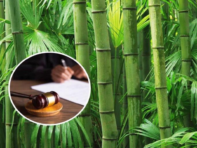 When will it pay Rs 1.5 crore to the Bamboo Research Centre; the High Court asked the state government to answer | बांबू संशोधन केंद्राला दीड कोटी रुपये कधी देता, हायकोर्टाने राज्य सरकारला मागितले उत्तर When will it pay Rs 1.5 crore to the Bamboo Research Centre; the High Court asked the state government to answer | बांबू संशोधन केंद्राला दीड कोटी रुपये कधी देता, हायकोर्टाने राज्य सरकारला मागितले उत्तर