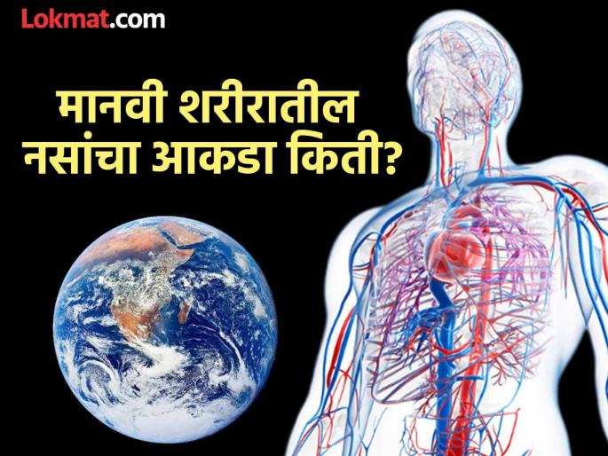 How many blood vessels in human body you should know facts | मानवी शरीरातील नसांची लांबी इतकी की पृथ्वीच्या दोन फेऱ्या होतील, कशी ते जाणून घ्या How many blood vessels in human body you should know facts | मानवी शरीरातील नसांची लांबी इतकी की पृथ्वीच्या दोन फेऱ्या होतील, कशी ते जाणून घ्या