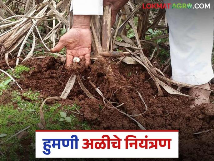 Latest News Agriculture News how to control humani worms see details | Humani Control : एक अळी बारा पिकांना त्रास देई, असा करा हुमणी अळीचा बंदोबस्त 
