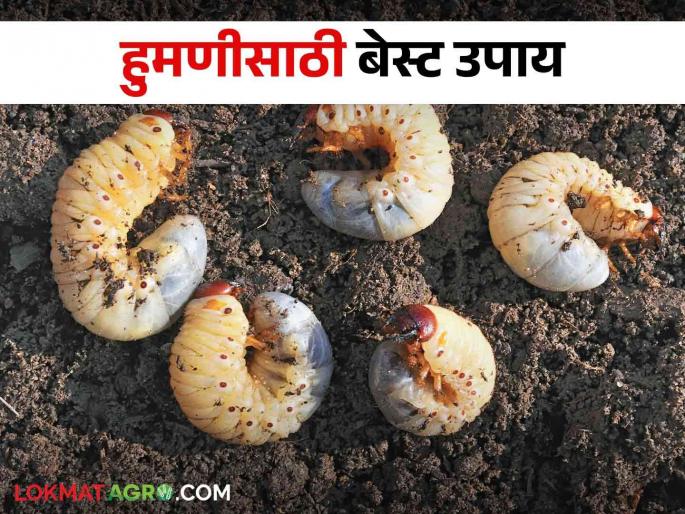 White Grub: These are very simple solutions to control white grub in sugarcane.. read in detail | White Grub: ऊसातील हुमणीवर अटकाव करण्याचे हे आहेत एकदम सोपे उपाय.. वाचा सविस्तर White Grub: These are very simple solutions to control white grub in sugarcane.. read in detail | White Grub: ऊसातील हुमणीवर अटकाव करण्याचे हे आहेत एकदम सोपे उपाय.. वाचा सविस्तर