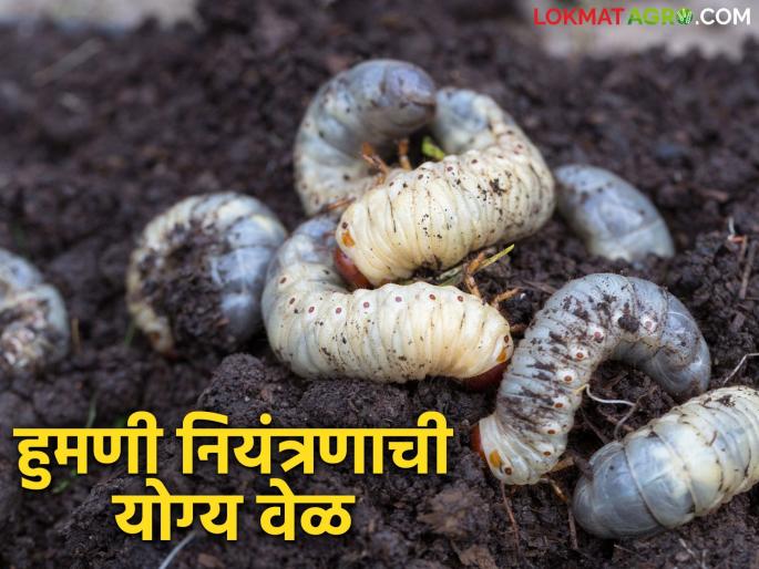 Humani Kid : It is time to control the white grub humani kid; do this simple solution | Humani Kid : हुमणी किडीचे नियंत्रण करण्याची योग्य वेळ आली; करा हे सोपे उपाय