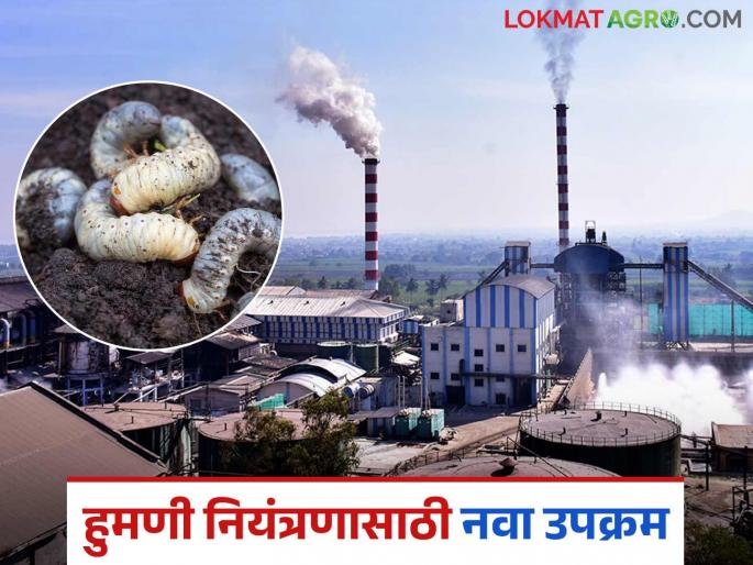 This sugar factory is buying white grub adult humni pest; price 300 rupees per kg | हा साखर कारखाना विकत घेतोय चक्क ३०० रुपये किलोने हुमणी किडीचे भुंगेरे