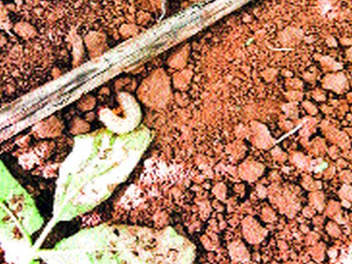 Sugar cane powdered; Farmer in crisis | हुमणी किडीने ऊस पोखरला; शेतकरी संकटात Sugar cane powdered; Farmer in crisis | हुमणी किडीने ऊस पोखरला; शेतकरी संकटात