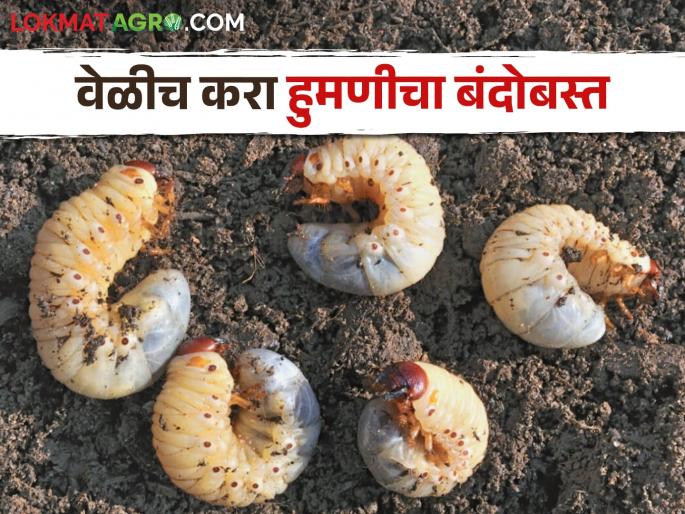 Why the prevalence of humani increases only after close rains? Follow these simple remedies for control | Sugarcane White Grub वळीव पावसानंतरच हुमणीचा प्रदुर्भाव का वाढतो? नियंत्रणासाठी करा हे सोपे उपाय Why the prevalence of humani increases only after close rains? Follow these simple remedies for control | Sugarcane White Grub वळीव पावसानंतरच हुमणीचा प्रदुर्भाव का वाढतो? नियंत्रणासाठी करा हे सोपे उपाय