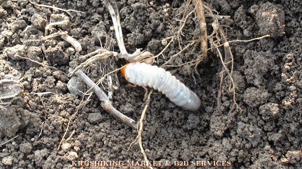 Interview; Decrease in sugarcane production due to childhood: Subhash Ghadge | मुलाखत;  हुमणीच्या प्रादुर्भावाने ऊस उत्पादनात झाली घट : सुभाष घाडगे