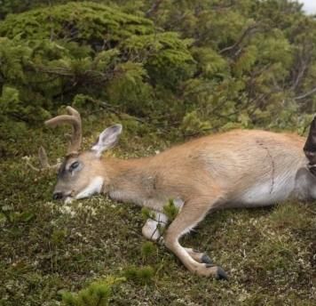 Deer hunting in Nagpur's Gorewada forest | नागपूरच्या गोरेवाडा जंगलात हरणाची शिकार