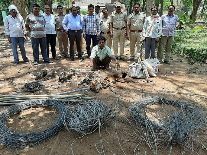 16 people arrested in HUNTING case for PIG | रानडुकरांच्या शिकारप्रकरणी कसारीतील १६ जणांना अटक 16 people arrested in HUNTING case for PIG | रानडुकरांच्या शिकारप्रकरणी कसारीतील १६ जणांना अटक