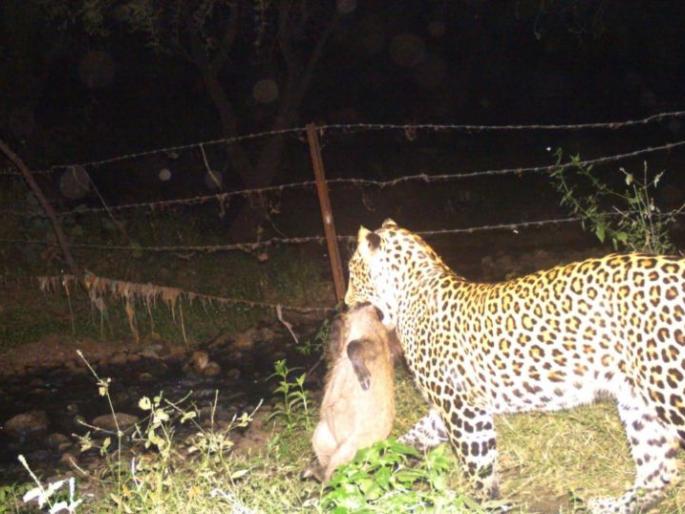 In Ambazari leopard hunted wild boar | अंबाझरीत बिबट्याने केली जंगली डुकराची शिकार