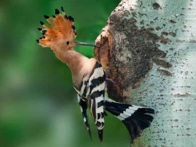 Hudhud birds on their way to extinction | हुदहूद पक्षी नामशेष होण्याच्या मार्गावर Hudhud birds on their way to extinction | हुदहूद पक्षी नामशेष होण्याच्या मार्गावर
