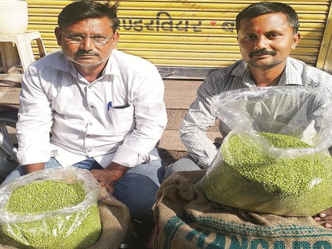 Jawar grains hurada is in market, which is stocked on tanker water | टँकरच्या पाण्यावर जगविलेला हुरडा बाजारात Jawar grains hurada is in market, which is stocked on tanker water | टँकरच्या पाण्यावर जगविलेला हुरडा बाजारात