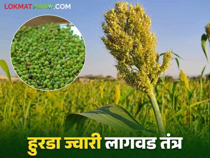 Hurda Jowar : How to do sorghum cultivation for quality hurda production read in detail | Hurda Jowar : क्वालिटी हुरड्यासाठी कशी कराल ज्वारी लागवड वाचा सविस्तर Hurda Jowar : How to do sorghum cultivation for quality hurda production read in detail | Hurda Jowar : क्वालिटी हुरड्यासाठी कशी कराल ज्वारी लागवड वाचा सविस्तर