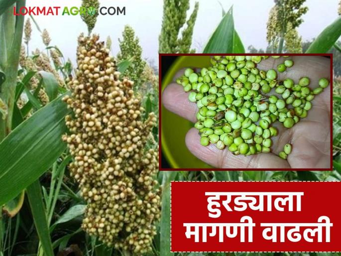 Prices have risen this year as production has been low due to continuous rains; demand for hurdya has increased | सततच्या पावसामुळे उत्पादन कमी असल्याने यंदा दर तेजीत; हुरड्याला मागणी वाढली