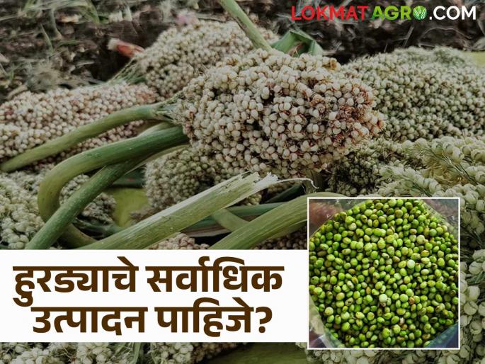 For tasty, soft and sweet hurda, choose these three highest yielding varieties of sorghum | चवदार, मऊ व गोडसर हुरड्यासाठी निवडा सर्वाधिक उत्पादन देणाऱ्या ज्वारीच्या 'ह्या' तीन जाती