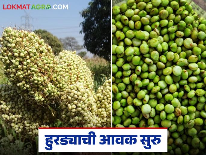 As winter sets in, the arrival of sorghum hurda starts in Pune Market Committee; Read how much is it getting per kilo? | थंडी सुरू होताच पुणे बाजार समितीत हुरड्याची आवक सुरु; वाचा किलोला किती मिळतोय दर? As winter sets in, the arrival of sorghum hurda starts in Pune Market Committee; Read how much is it getting per kilo? | थंडी सुरू होताच पुणे बाजार समितीत हुरड्याची आवक सुरु; वाचा किलोला किती मिळतोय दर?