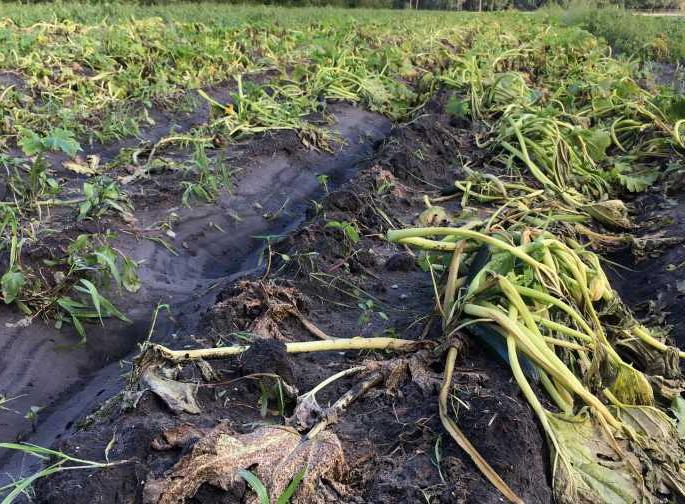  The politicians forget about the farmers | राजकारण्यांना शेतकऱ्यांचा पडला विसर