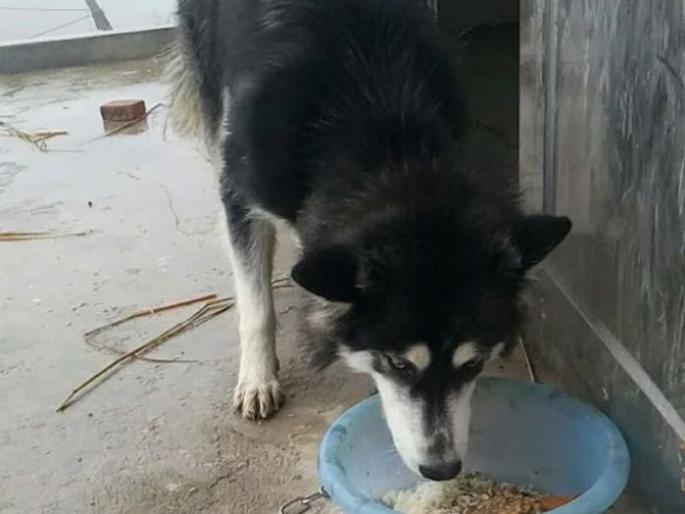 Excited dog jumps from second floor to greet owner breaks his neck | मालकाला पाहून दुसऱ्या माळ्यावरून घेतली कुत्र्याने उडी; पण...