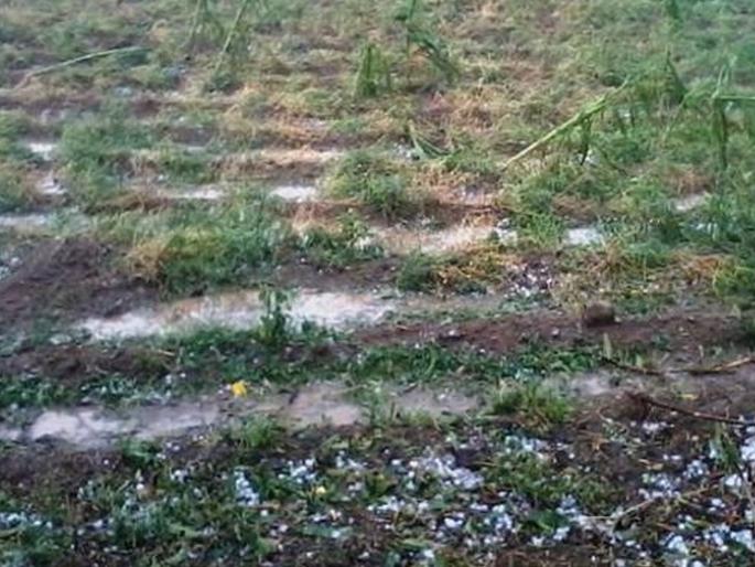 Rain with strong winds at Ner and Lonkhede village of dhule | नेर येथे वादळी वाऱ्यासह पाऊस तर लोणखेडे गावात गारपीट Rain with strong winds at Ner and Lonkhede village of dhule | नेर येथे वादळी वाऱ्यासह पाऊस तर लोणखेडे गावात गारपीट