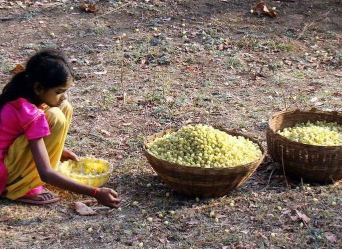 Turnover of crores from Mahua flowers; However, there is no processing industry in Bhandara district | मोहफुलातून कोट्यवधींची उलाढाल; मात्र भंडारा जिल्ह्यात एकही प्रक्रिया उद्योग नाही Turnover of crores from Mahua flowers; However, there is no processing industry in Bhandara district | मोहफुलातून कोट्यवधींची उलाढाल; मात्र भंडारा जिल्ह्यात एकही प्रक्रिया उद्योग नाही