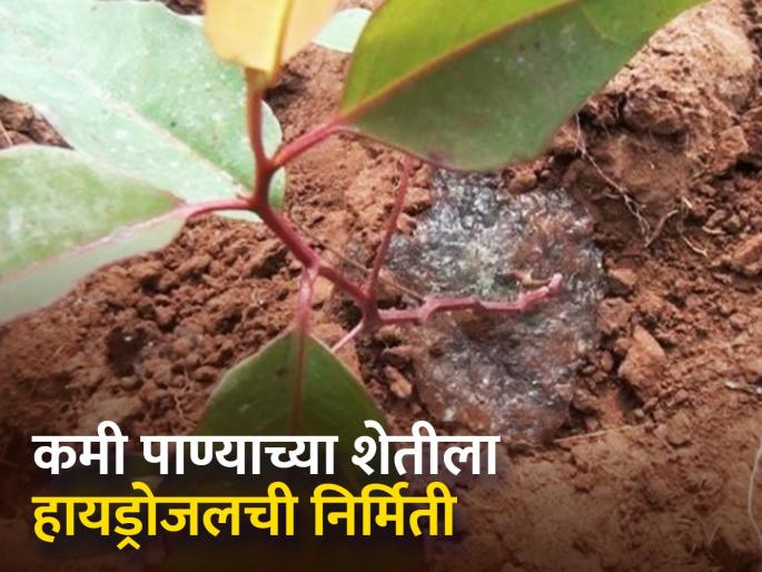 Creation of Organic Hydrogels for Low Water Agriculture | कमी पाण्यातील शेतीसाठी सेंद्रिय हायड्रोजेलची निर्मिती Creation of Organic Hydrogels for Low Water Agriculture | कमी पाण्यातील शेतीसाठी सेंद्रिय हायड्रोजेलची निर्मिती