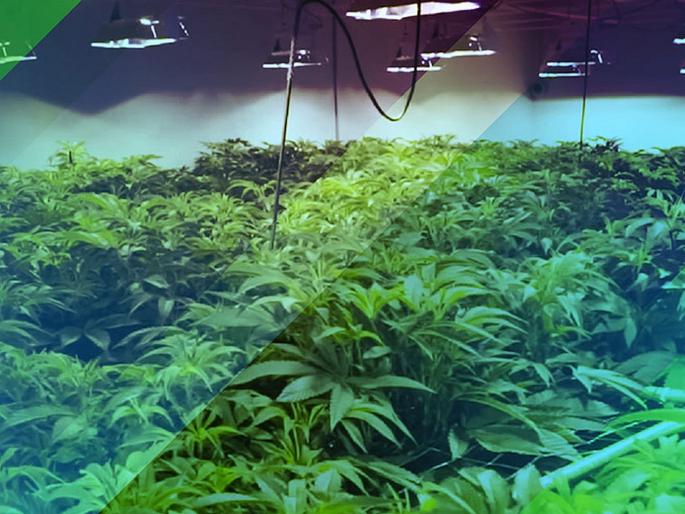 A new industry of 'growing' marijuana at home; four years ago, the police had no idea... | गांजा घरातच ‘पिकविण्या’चा नवा उद्योग; चार वर्षांपूर्वी पोलिसांना कल्पनाही नव्हती... A new industry of 'growing' marijuana at home; four years ago, the police had no idea... | गांजा घरातच ‘पिकविण्या’चा नवा उद्योग; चार वर्षांपूर्वी पोलिसांना कल्पनाही नव्हती...