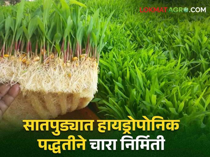 Latest News Soaked corn kernels brought mod Animals got hydroponic fodder and milk increased! | Hydroponic Fodder : मक्याचे दाणे भिजवले, मोड आणले; जनावरांना पौष्टिक चारा झाला अन् दूधही वाढलं! Latest News Soaked corn kernels brought mod Animals got hydroponic fodder and milk increased! | Hydroponic Fodder : मक्याचे दाणे भिजवले, मोड आणले; जनावरांना पौष्टिक चारा झाला अन् दूधही वाढलं!