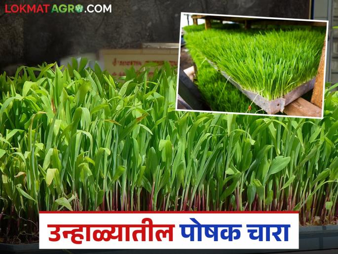 How to prepare nutritious fodder in less space and in less time during the summer season? Read in detail | उन्हाळ्यात टंचाईच्या काळात कमी जागेत, कमी वेळेत कसा तयार कराल पोषक चारा? वाचा सविस्तर How to prepare nutritious fodder in less space and in less time during the summer season? Read in detail | उन्हाळ्यात टंचाईच्या काळात कमी जागेत, कमी वेळेत कसा तयार कराल पोषक चारा? वाचा सविस्तर