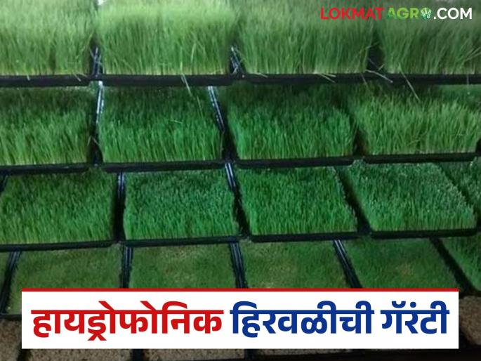 latest news Hydroponic Fodder: New food for animals; New support for health Read in detail | Hydroponic Fodder : जनावरांना नवा आहार; आरोग्याला नवा आधार वाचा सविस्तर