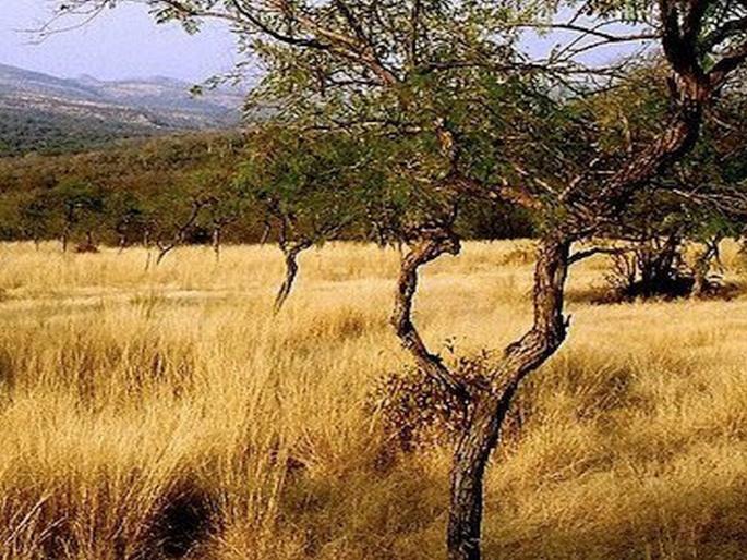 ISF susanta nanda share tiger photos challenge MYB | IFS अधिकाऱ्याचं चॅलेंज घेऊनच दाखवा अन् फोटोमध्ये असेलेल्या वाघांची संख्या सांगा ISF susanta nanda share tiger photos challenge MYB | IFS अधिकाऱ्याचं चॅलेंज घेऊनच दाखवा अन् फोटोमध्ये असेलेल्या वाघांची संख्या सांगा