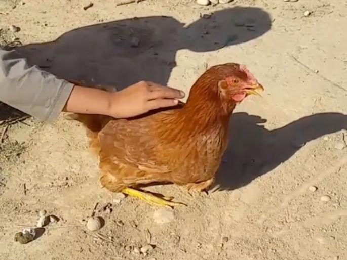 Miracle Presentation Competition of Anti-Superstition Committee; The experiment of hypnotizing chickens topped | अंधश्रद्धा निर्मूलन समितीची चमत्कार सादरीकरण स्पर्धा; कोंबडी संमोहित करण्याचा प्रयोग अव्वल Miracle Presentation Competition of Anti-Superstition Committee; The experiment of hypnotizing chickens topped | अंधश्रद्धा निर्मूलन समितीची चमत्कार सादरीकरण स्पर्धा; कोंबडी संमोहित करण्याचा प्रयोग अव्वल