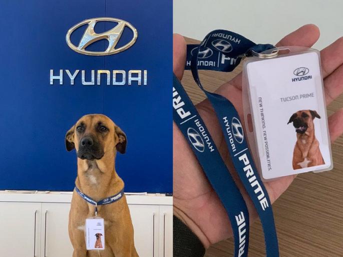 hyundai-hires-dog-tucson-salesman-selling-cars-in-brazil-showroom | Hyundai ने चक्क कुत्र्याला दिली सेल्समनची नोकरी; ग्राहकांचा बनला लाडका hyundai-hires-dog-tucson-salesman-selling-cars-in-brazil-showroom | Hyundai ने चक्क कुत्र्याला दिली सेल्समनची नोकरी; ग्राहकांचा बनला लाडका