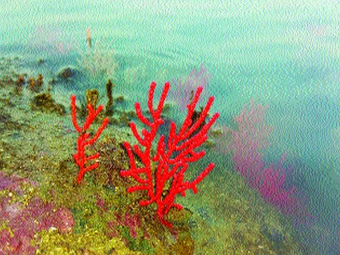 340 marine species in Mumbai are recognized as 'I NatureList' website | मुंबईतील ३४० सागरी जलचर प्रजातींना ‘आय नॅचरलिस्ट’ संकेतस्थळाची मान्यता  340 marine species in Mumbai are recognized as 'I NatureList' website | मुंबईतील ३४० सागरी जलचर प्रजातींना ‘आय नॅचरलिस्ट’ संकेतस्थळाची मान्यता