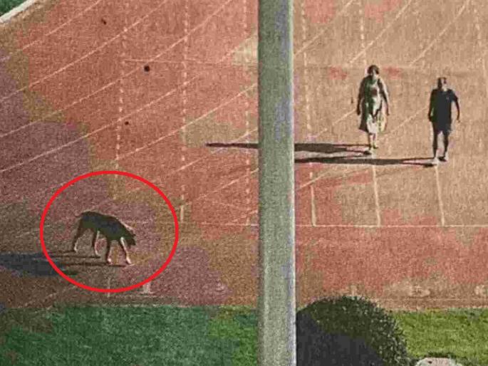 IAS couple evacuated stadium to walk with her dog; government ordered forced retirement | कुत्र्याला फिरवण्यासाठी स्टेडियम रिकामे केले; सरकारने दिले सक्तीने सेवानिवृत्त होण्याचे आदेश IAS couple evacuated stadium to walk with her dog; government ordered forced retirement | कुत्र्याला फिरवण्यासाठी स्टेडियम रिकामे केले; सरकारने दिले सक्तीने सेवानिवृत्त होण्याचे आदेश