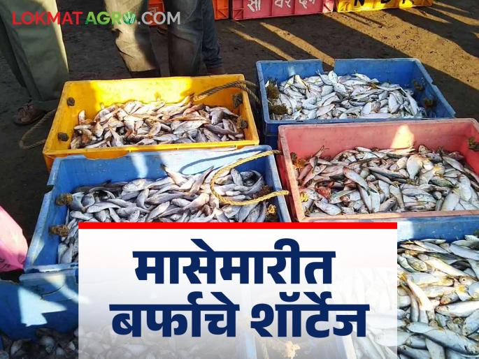 Fisherman : A sudden increase in the number of fishing boats led to a shortage of ice from the industrial sector | Fisherman : मासेमारी बोटींची संख्या अचानक वाढल्याने औद्योगिक क्षेत्रातून येणाऱ्या बर्फाचा तुटवडा Fisherman : A sudden increase in the number of fishing boats led to a shortage of ice from the industrial sector | Fisherman : मासेमारी बोटींची संख्या अचानक वाढल्याने औद्योगिक क्षेत्रातून येणाऱ्या बर्फाचा तुटवडा
