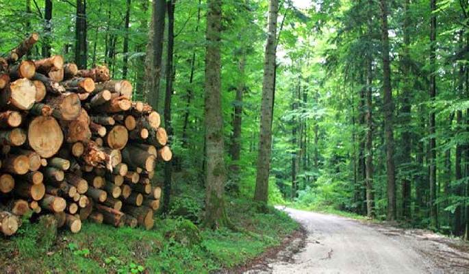 international day of forests : Deforestation has given some diseases an ideal habitat | जागतिक वन दिन विशेष : जंगलतोडीमुळे काही रोगांना मिळाले आदर्श निवासस्थान