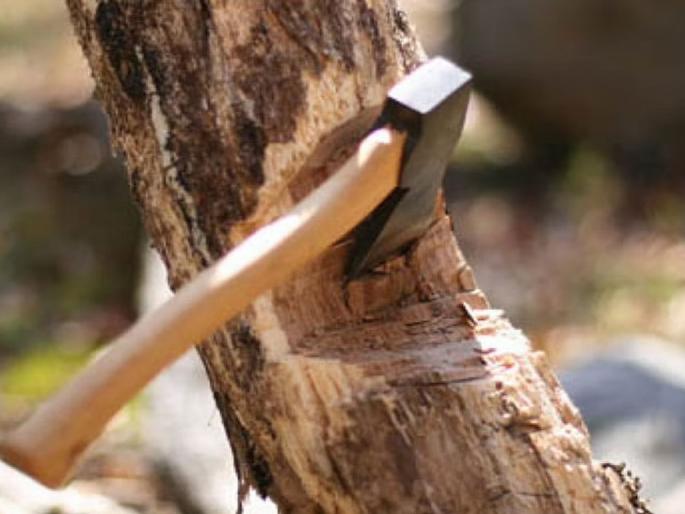 Petition in the High Court regarding tree cutting in Nashik | नाशिक येथील वृक्षतोडीबाबत अखेर उच्च न्यायालयात याचिका Petition in the High Court regarding tree cutting in Nashik | नाशिक येथील वृक्षतोडीबाबत अखेर उच्च न्यायालयात याचिका