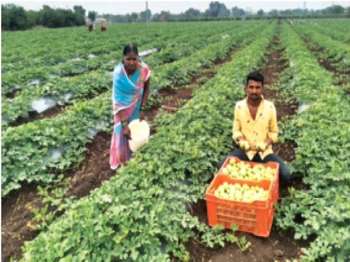Fighting adversity, he grew gold from the soil, earning millions of rupees a year | प्रतिकूल परिस्थितीशी झगडत मातीतून सोने उगवले, लाखो रुपये वर्षाला कमवले Fighting adversity, he grew gold from the soil, earning millions of rupees a year | प्रतिकूल परिस्थितीशी झगडत मातीतून सोने उगवले, लाखो रुपये वर्षाला कमवले